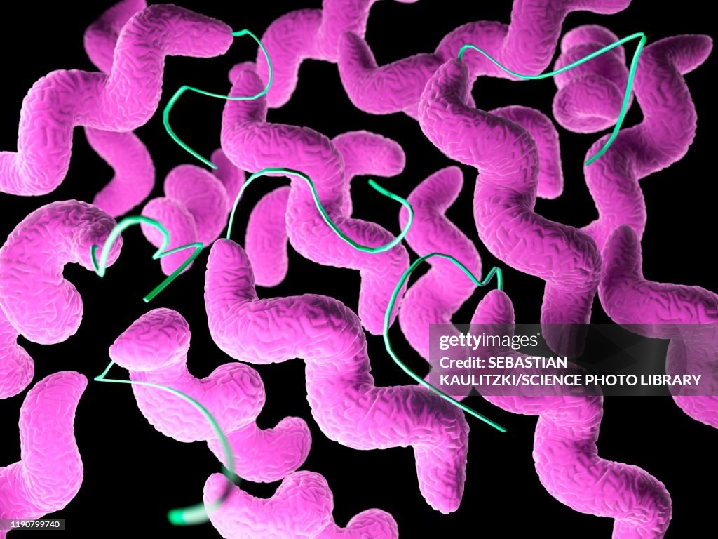 Campylobacter bacteria, illustration
