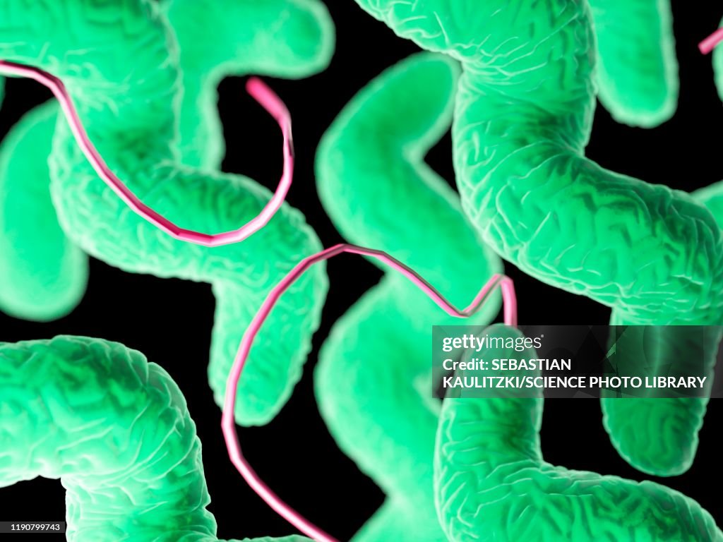 Campylobacter bacteria, illustration