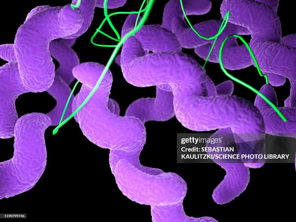 Campylobacter bacteria, illustration