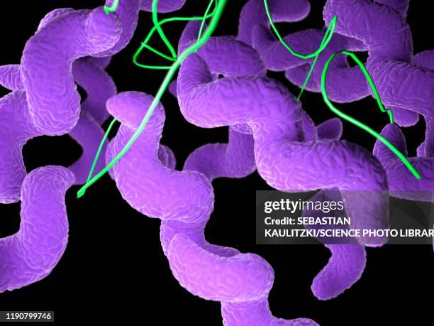 campylobacter bacteria, illustration - campylobacter jejuni stock illustrations