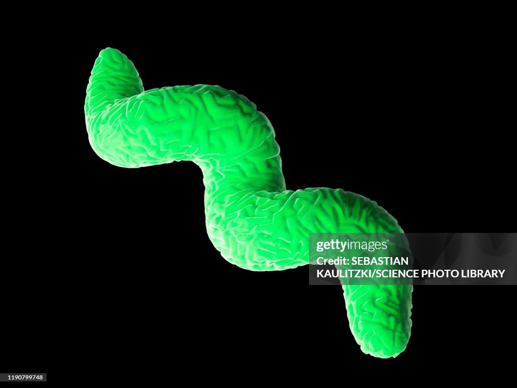 Campylobacter bacteria, illustration