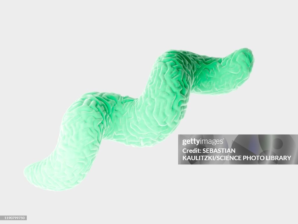 Campylobacter bacteria, illustration