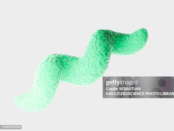 campylobacter bacteria, illustration - periodontal disease stock illustrations
