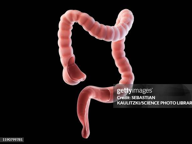 Appendix Photosformat Appendix Photos and Premium High Res Pictures - Getty Images