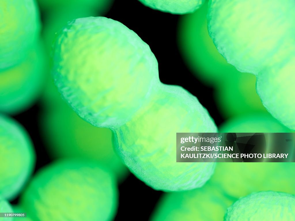 Enterococcus bacteria, illustration