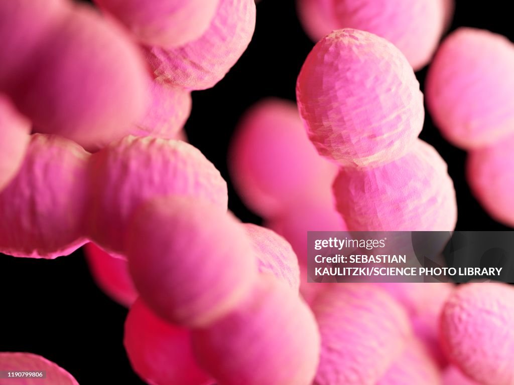 Enterococcus bacteria, illustration