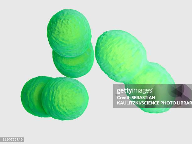 Enterococci Photos and Premium High Res Pictures - Getty Images