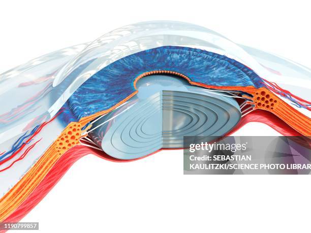 Normal Eye Dissection Normal Anatomy Of The Eye Photos and Premium High Res Pictures - Getty ...