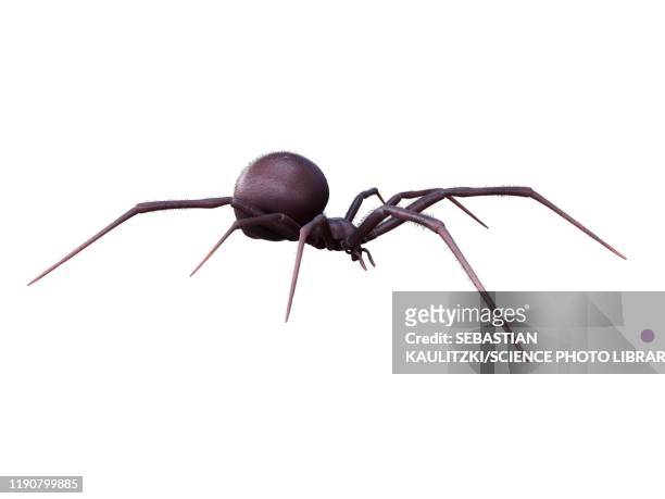 ilustraciones, imágenes clip art, dibujos animados e iconos de stock de female black widow spider, illustration - zoologia