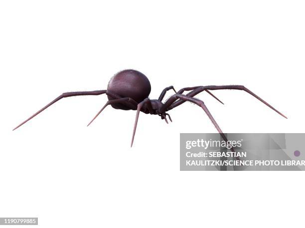 female black widow spider, illustration - mourning stock illustrations