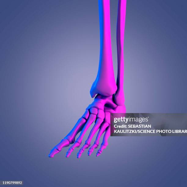 foot bone, illustration - chiropractic stock illustrations