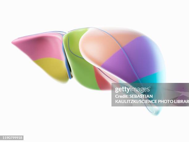 ilustrações de stock, clip art, desenhos animados e ícones de liver, illustration - fígado órgão interno