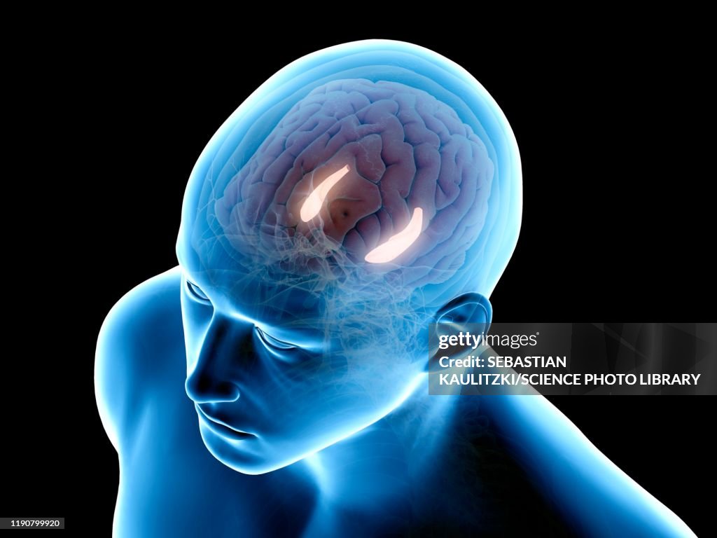 Hippocampus, illustration