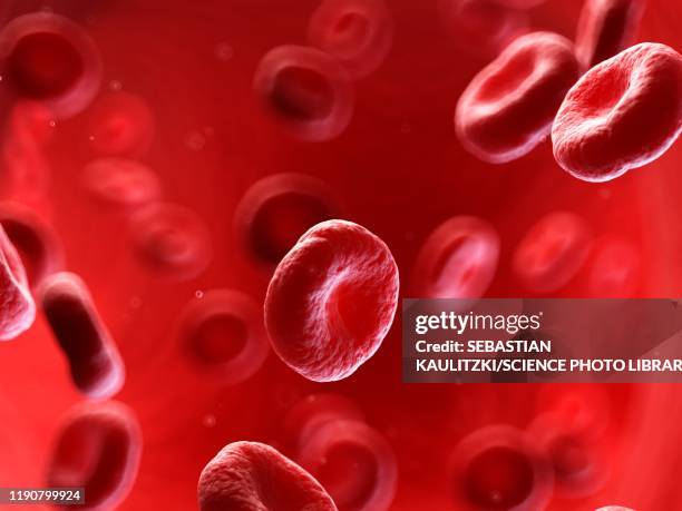 human blood cells, illustration - blutkreislauf menschliches blut stock-fotos und bilder