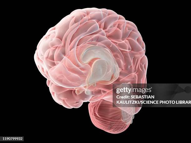 Visualized Brain Normal 95 Normal Brain Scan Stock Photos, High-Res Pictures, and Images ...