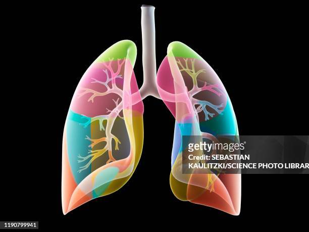 lung anatomy, illustration - human lung stock illustrations