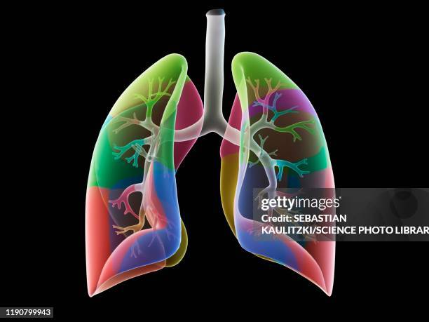 356 Human Heart Animation Photos and Premium High Res Pictures - Getty Images 356 Human Heart Animation Photos and Premium High Res Pictures - Getty Images