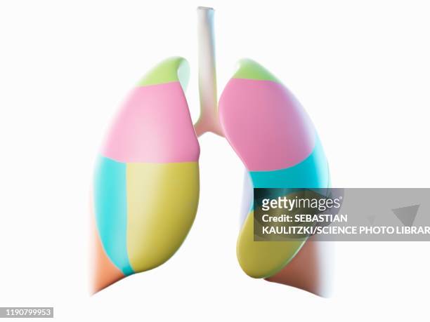 ilustraciones, imágenes clip art, dibujos animados e iconos de stock de lung, illustration - pulmón humano