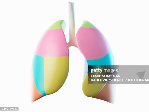 lung, illustration - human lung 幅插畫檔、美工圖案、卡通及圖標