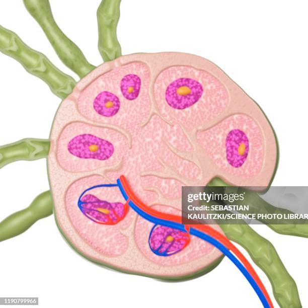 illustrazioni stock, clip art, cartoni animati e icone di tendenza di lymph node, illustration - sistema linfatico