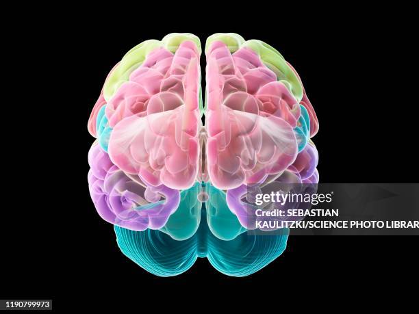 human brain, illustration - human cell stock-grafiken, -clipart, -cartoons und -symbole