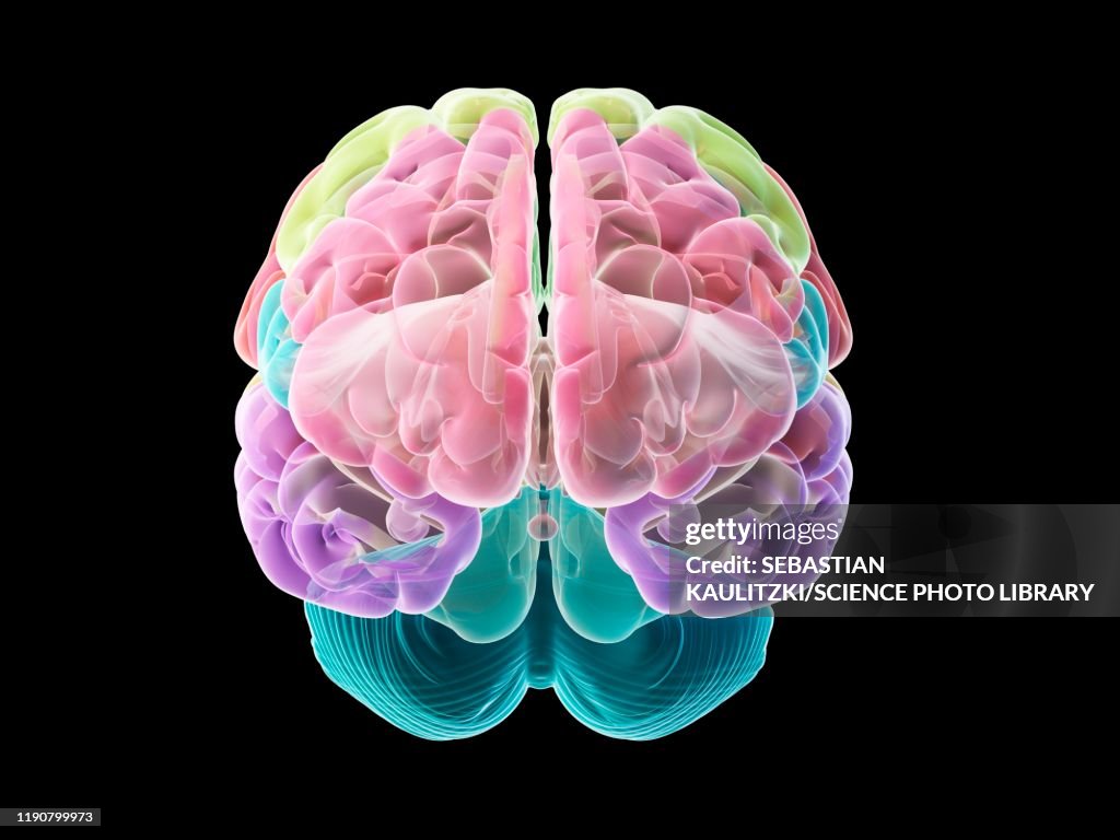 Human brain, illustration