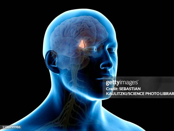 illustrations, cliparts, dessins animés et icônes de hypothalamus brain, illustration - hypothalamus