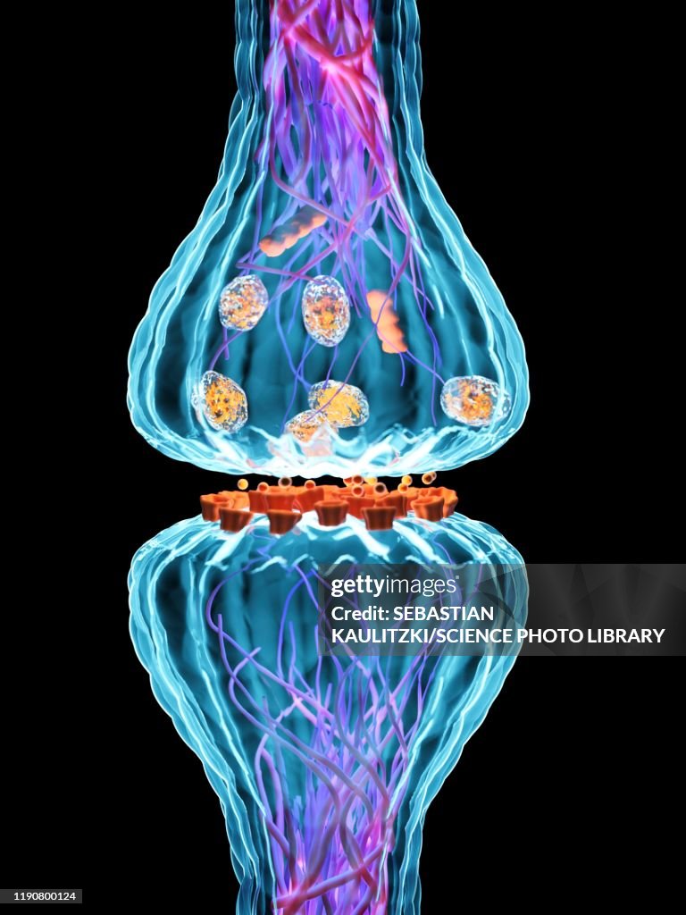 Synapes Drawing Synapse Illustration High-Res Vector Graphic - Getty Images