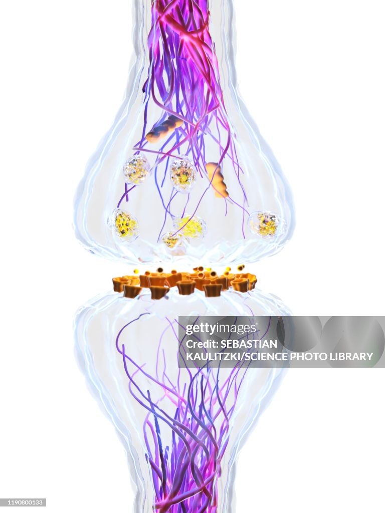 Synapes Drawing Synapse Illustration High-Res Vector Graphic - Getty Images