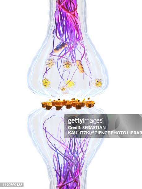 synapse, illustration - receptor stock illustrations