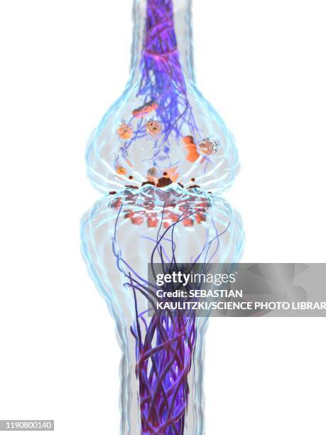 Synapse Ris Illustrations, cliparts, dessins animés et icônes de Synapse Receptor ...
