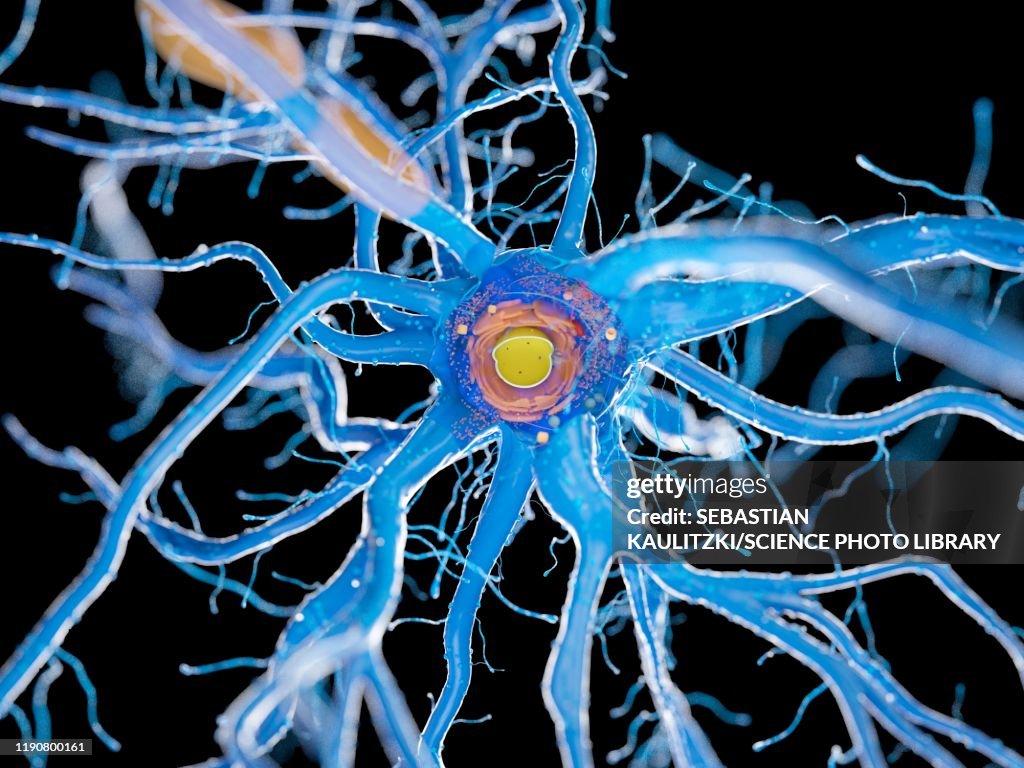 Nerve cell, illustration
