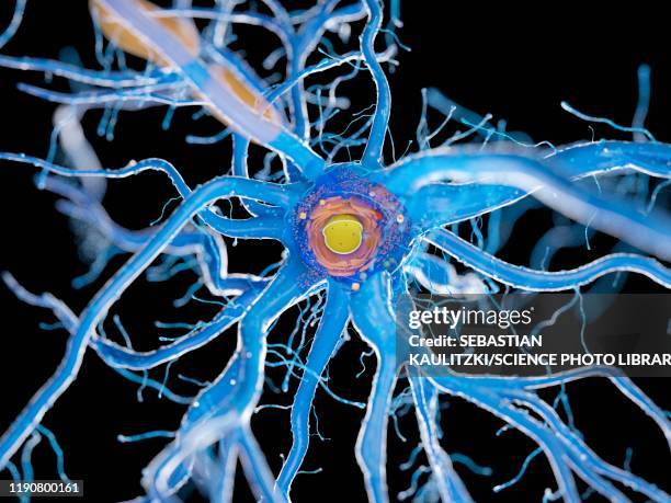 nerve cell, illustration - spinal cord cross section stock pictures, royalty-free photos & images