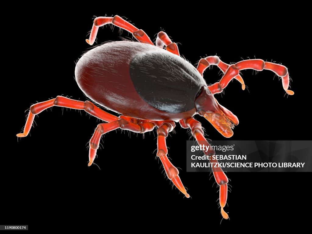 Tick, illustration
