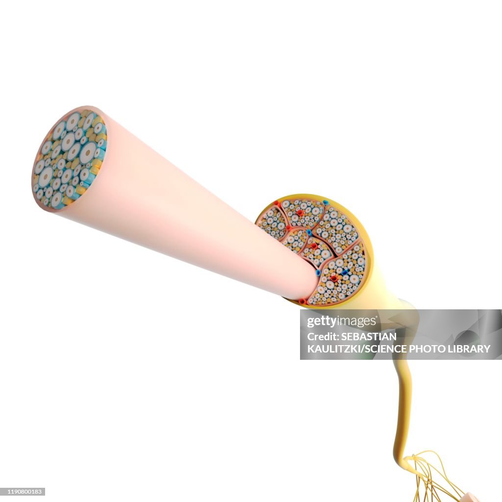 Nerves Pattern Design Nerve Structure Illustration High-Res Vector Graphic - Getty Images