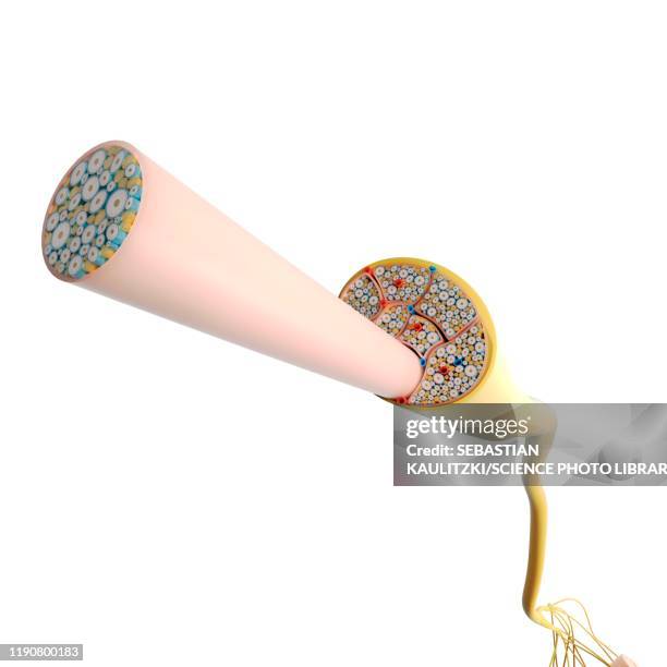 nerve structure, illustration - sensory nerve fibers stock illustrations