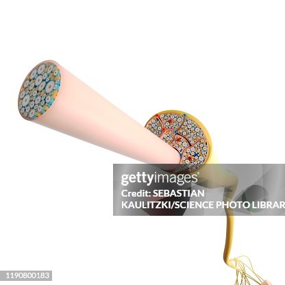 Nerve structure, illustration Nerve structure, illustration