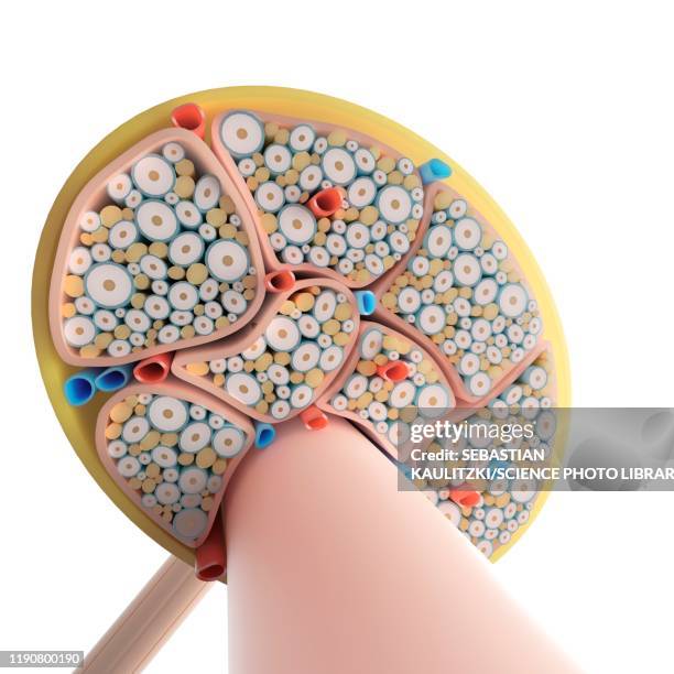 nerve structure, illustration - peripheral nervous system stock illustrations