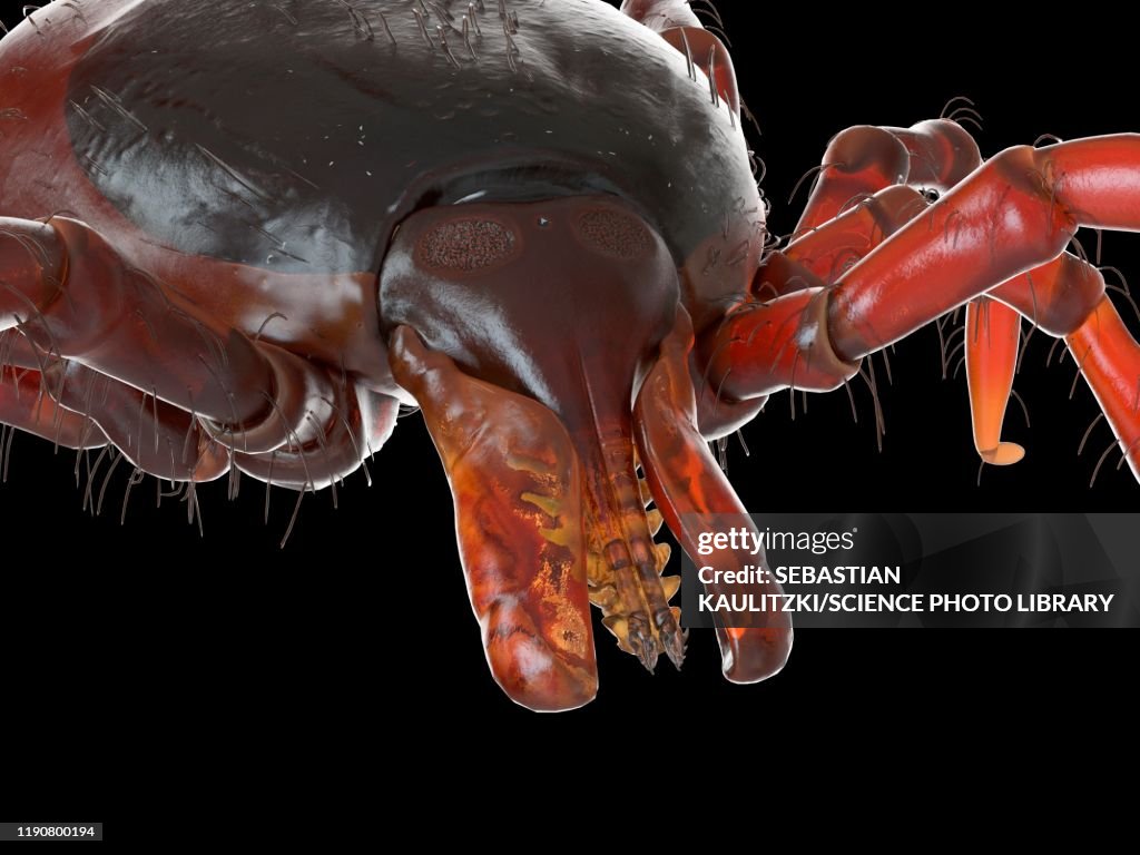 Tick, illustration