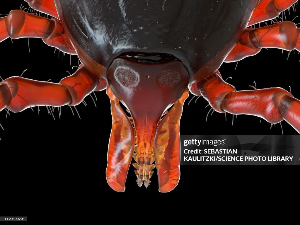 Tick, illustration
