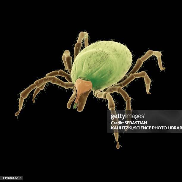 tick, illustration - mite stock illustrations