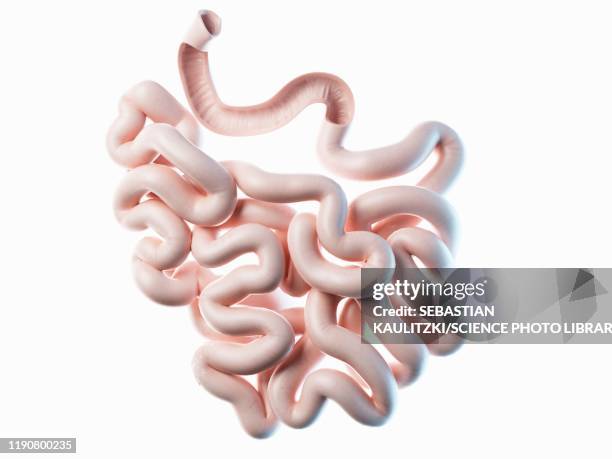 small intestine, illustration - intestine 3d stock illustrations