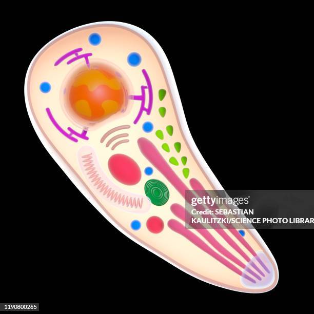 ilustraciones, imágenes clip art, dibujos animados e iconos de stock de toxoplasma gondii parasite, illustration - protozoo