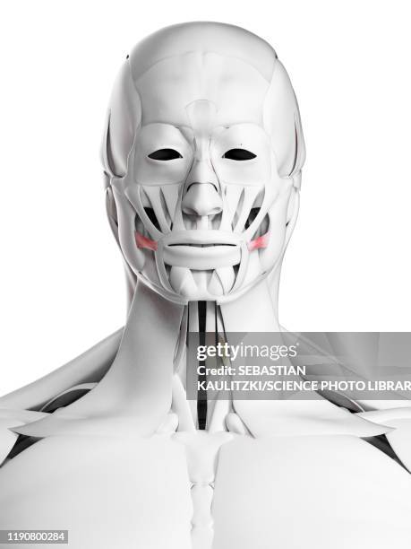 Risorius Injection Risorius Muscle