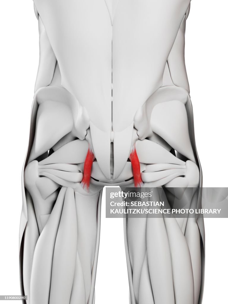 Sacrotuberous ligament, illustration