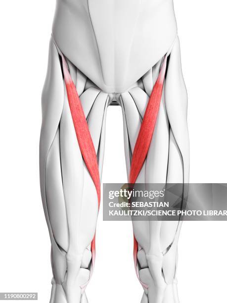 stockillustraties, clipart, cartoons en iconen met sartorius muscle, illustration - kleermakersspier