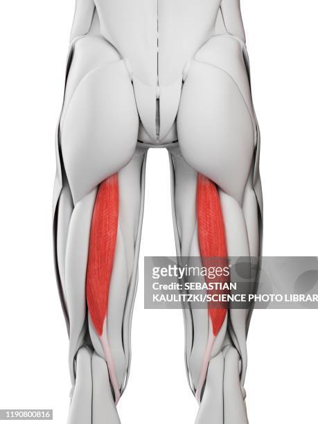 semitendinosus muscle, illustration - hamstring stock illustrations