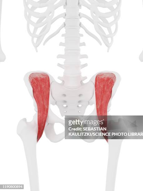 iliacus muscle, illustration - hip body part stock illustrations