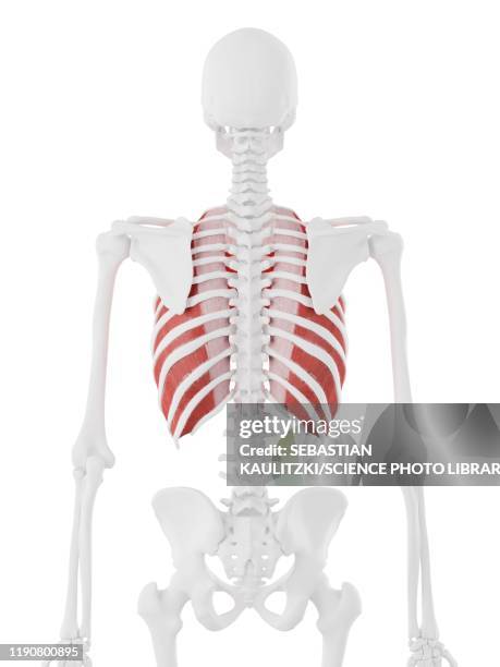 Inter Inercostals 51 Intercostal Muscles High Res Illustrations - Getty Images