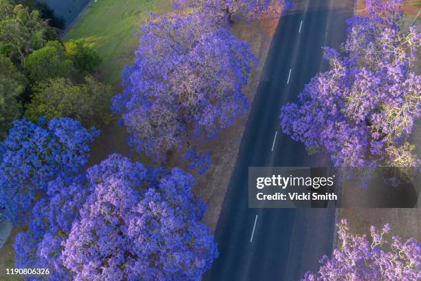 aerial view point over purple jacaranda trees with a road - nsw landscape photos et images de collection